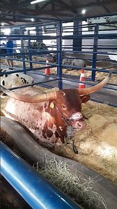 GADO LONGHORN