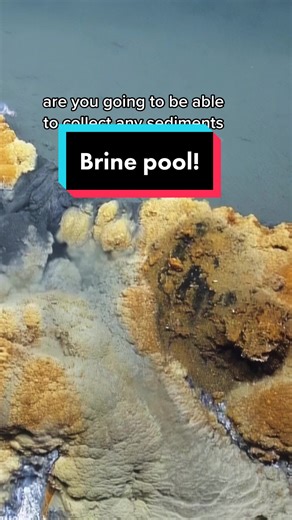 Discovering the Enigmatic Brine Pool in the Gulf of Mexico