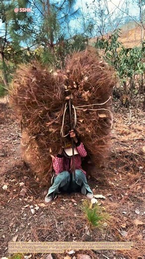 Rural Mountain Life! Woman Collecting Dry Pine Needles for Firewood 🌾