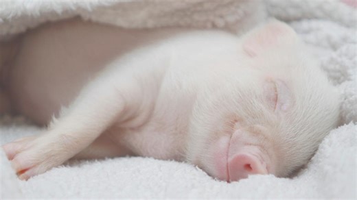 Tiny Pig Trying to Jump on a Chair Is the Funniest Thing You'll See This Week