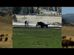 Man gored by bison at Yellowstone National Park