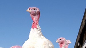 Thanksgiving by the numbers