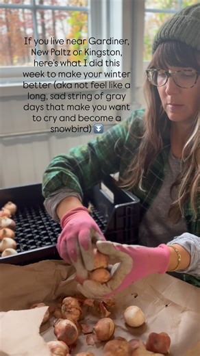 Lauren🌷Hudson Valley Flower Farmer on Instagram: "📍Live near Gardiner, New Paltz or Kingston in the Hudson Valley? 😭 Ready to cry because it’s about to be winter again? ❄️ I’ve been there. I *live* there (well, literally, but also figuratively). I get it. 💥 And in this reel I’m planting our hydroponic winter tulips that will be ready in a matter of weeks—Tens of thousands of them 🤯 Alchemy Farmhouse was created with the goal of 365 days of flowers every year, all coming from my backyard. Bu