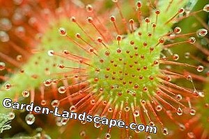 Garden Practice: Useful Insects In The Garden Lure - My Beautiful Garden | 2025