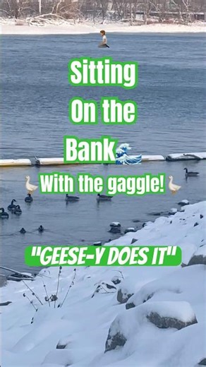 Geese-y does it- #canadiangeese #gaggle #goose #mississippiriver #nature #riverlife #thoughts #love