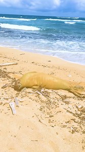 33K views · 627 reactions | SHE IS BEAUTIFUL 玲 I met this super cute Hawaiian monk seal on a paradisiac beach during our trekking and I couldn’t believe my eyes  An happy, wild and free animal 凉❤️ | The Fashion Jogger | Facebook