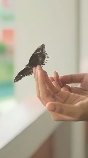 Dias Antony🔵 on Instagram: "Sometimes... We just have to let things go✨️ . Inframe : @_.aroma_ . . #freedom #letgo #calmnness #butterfly #fly #befree"
