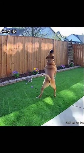 Heroic Pup Blocks Fierce Hawk Attack on Kitten