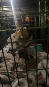 We have him safe, he’s an oldie & a little confused right now, but he will never be left outside to freeze ever again ❤️ | Jack Russell Terrier Rescue UK