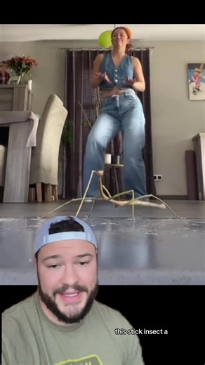 Why Do Stick Insects Dance? 😳 | IdkSterling