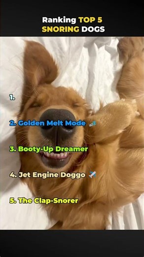 TOP 5 SNORING DOGS 😴🐶 (I Can’t Stop Laughing )