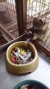 1.3M views · 5K reactions | WildCareOklahoma on Reels | Facebook