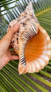 3.5K views · 211 reactions | Shell yeah! I love my beachside shell...