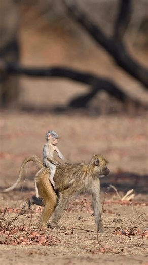 #WildlifeWednesday 🐒 When you’re born to stand out… you stand out! This rare leucistic baby yellow baboon is rocking a pale coat but zero shyness, cruising on mom like the ultimate VIP 😎💛 📹 Alexander Ley https://www.instagram.com/wildlife_ley?igsh=MWNpYXZpNW8zNmdpOA== | Roar Wildlife News