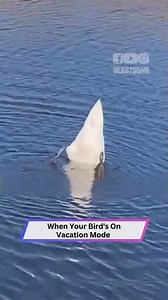 This Bird Forgot It's in Public — Funniest Bird Moment Ever!