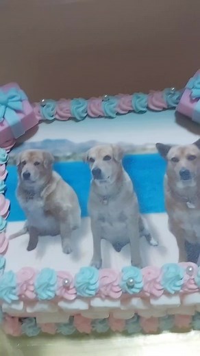 Dog's Playful Cake Interaction: A Sweet Moment