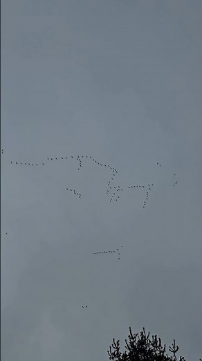 Listen - Sandhill Crane Migration