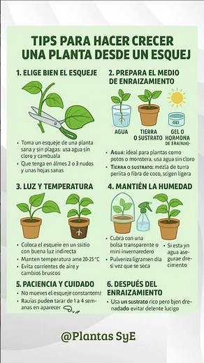 “Tips para hacer crecer una planta desde un esqueje 🌿 | Propaga y cuida tus plantas fácilmente 💧