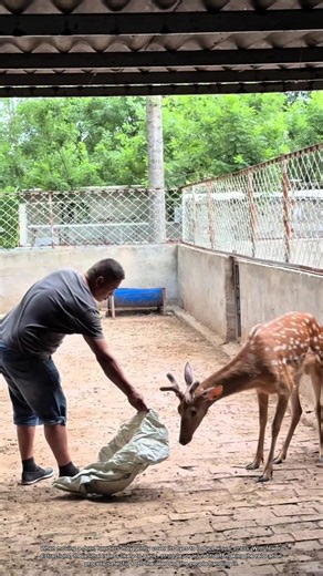 Why Farmers Cover a Deer's Eyes During Transport #rurallife #livestocklife #farm
