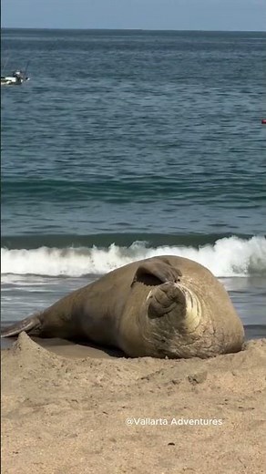 Panchito: el elefante marino que descansa en México