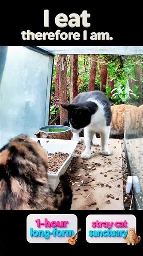 I eat therefore I am. | 👆Need 1 Hour to Focus with a cat? | Daily StrayCatSanctuary #Cat #FocusMusic