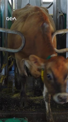 26 reactions | Our Automated Milking Systems are designed to integrate into any farm. Whether you're milking a small herd or running a large operation, prefer voluntary milking or batch milking, we have a robot layout and option to match. Learn more here  https://www.gea.com/en/products/milking-farming-barn/milking-solutions/automatic-milking/ | GEA Farming - New Zealand | Facebook