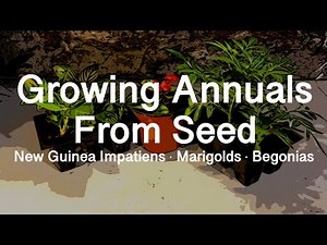 Starting Annuals from Seed: New Guinea Impatiens, Marigolds and Begonias