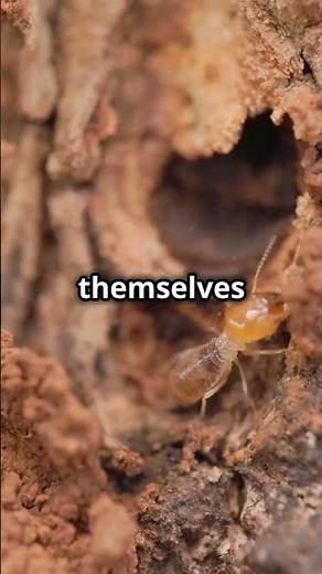 Kamikaze Termites: Nature's Explosive Defenders #shorts #trendingshorts #youtubeshorts #shorts