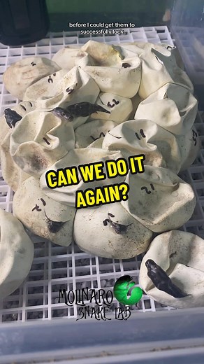 Breeding Bredli Pythons: Tips for Success