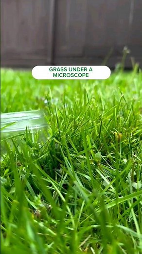 Have you ever wondered what grass looks like under a microscope?