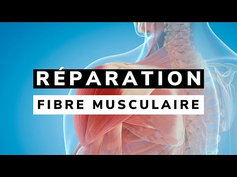 Physiology of the regenerative and repair processes of the MUSCLE FIBER