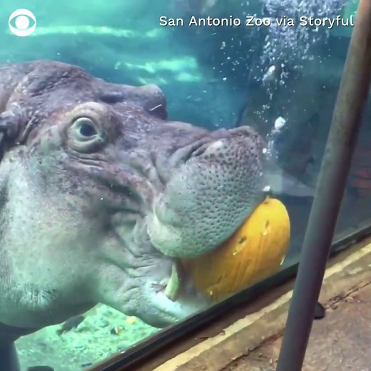 7.6K views · 117 reactions | HUNGRY HIPPO: San Antonio Zoo's Timothy the Hippo enjoys a pumpkin ahead of Halloween. | CBS News | Facebook
