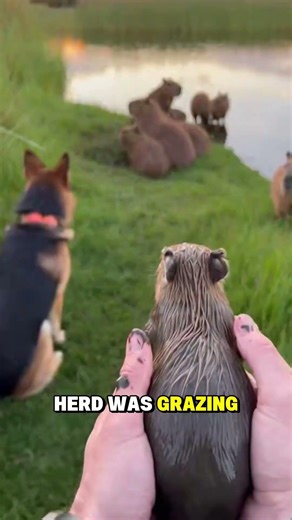 Dog Reunites Lost Baby Capybara With Its Family