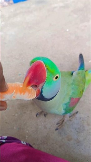mammy mittu ko roti do 😍 #shortvideo #parrot #comedyvideos #funny