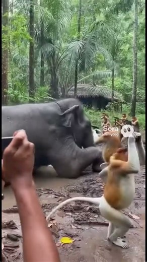 Monkey vs Elephant #funny #funnyimages