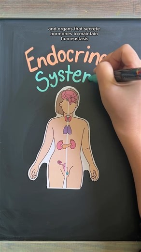 🌟ENDOCRINE SYSTEM OVERVIEW follow @nursewellversed for visual nursing education The endocrine system is made up of glands and organs that secrete hormones to maintain homeostasis in the body. This includes: ⭐ Hypothalamus ⭐ Pituitary Gland ⭐ Pineal Gland ⭐ Thyroid ⭐ Parathyroids ⭐ Thymus ⭐ Adrenal Glands ⭐ Pancreas ⭐ Testes ⭐ Ovaries 🕹️ Hypothalamus=Control Center The hypothalamus regulates temperature, hunger, thirst, and sleep to maintain homeostasis. It releases hormones such as: ➡️ Growth 