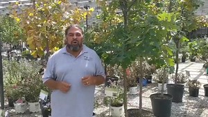 78 reactions · 13 shares | Fall is here and it’s the time for planting trees! We have several varieties that are buy 2 get 1 free that were selected by our Colonial experts as their favorites. Listen as Botanical Brian tells you about Burr Oak, his favorite. | Colonial Gardens | Facebook