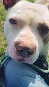 Great smokey and I had a beautiful morning walk and great conversation🤣. I love this snuggly boy! I can't wait for him to find a loving family so he's can get all the snuggles he deserves! #adoptgreatsmokey If great smokey has stolen your hearts please check out alwaysandfurever.org for his story and maybe an application🤞 Thank you so much to everyone evolved with A&F. We couldn't do it without the love and passion you show for our pups each and every day. 🥰 ***ATTENTION*** it’s that time aga