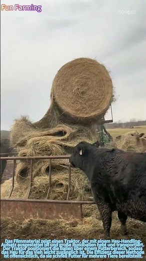 Die effiziente Verteilung von Heu an Rinder mit einem Traktor