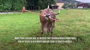 New 'Cow Tools' research transforms our understanding of bovine intelligence and proves famous cartoon wrong