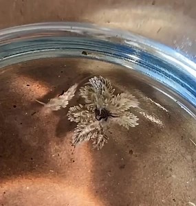 330K views · 777 reactions | UM... this AIPTASIA didn't stand a chance!! Check out @absolutelyfish's Berghia destroy this aiptasia. #nomnom #nudibranch #aquarium #aiptasia #pest #aquariums #fishtank #reeftank #coralreef #reef #anemone #timelapse #detroy #natural #pestcontrol #underwaterworld #underwater #aliens #tiny #creatures #job | CoralVue | Facebook