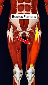 113K views · 1.1K reactions | Rectus femoris #muscle #anatomy 例‍♂️ | Dr. Ishtiaque Arafat | Facebook