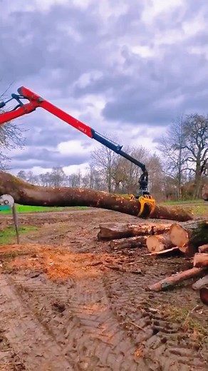 Logging Machine Cutting Down Trees in Rural Area