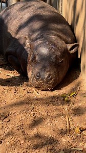759K views · 42K reactions | Mars Attacks Mars Attacks, you had too many snacks.” #mars #pygmyhippo #babyhippo #keepersierra #kansas | Tanganyika Wildlife Park | Facebook