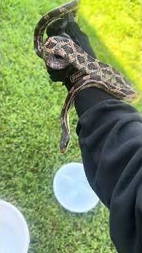 Relocating this Western Ratsnake (Pantherophis obsoletus) 🐍💜 #snakerelocation #ratsnake