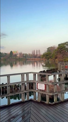 洗足池公園：朝の散歩にぴったり。水辺を彩る満開の桜を歩く。 Walking the Scenic Senzoku Pond Sakura Path.