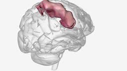 The postcentral gyrus is on the lateral surface of the parietal lobes...