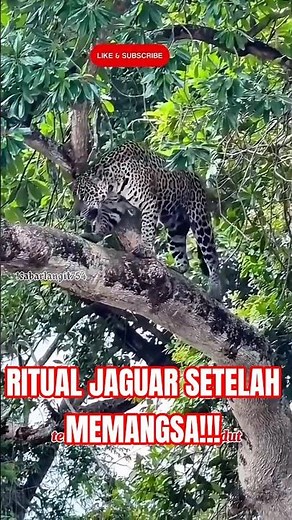 kebiasaan unik MACAN tutul yang jarang diketahui 🔥#FaktaHewan #MacanTutul #EdukasiAlam #viralvideo