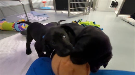 Can Do Canines on Reels