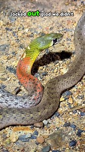 By far one of the coolest snakes I have ever found!! This red necked keelback is both venomous and poisonous!! This was 2yrs ago while in Thailand. Normally we say snakes are not poisonous because poison is ingested and venom is injected; if you bite it and you die it’s poisonous, but if it bites you and you die, then it’s venomous. Normally, you could eat any venomous snake and be fine(not that you should), but they’re only dangerous if they bite you. But this snake does both!! Most dangerously